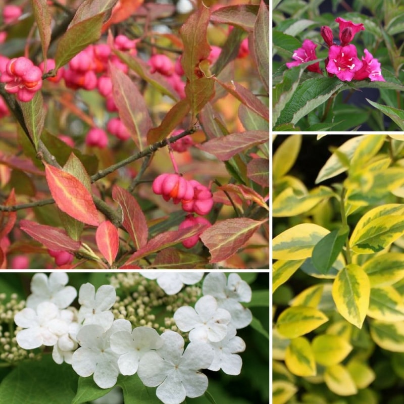 Bloeiende haag: welke heesters plant je wanneer en hoe?