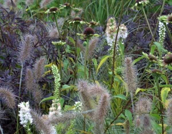 De tuin laten bloeien in het najaar