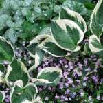 Hosta's laten mislukken in 4 stappen?