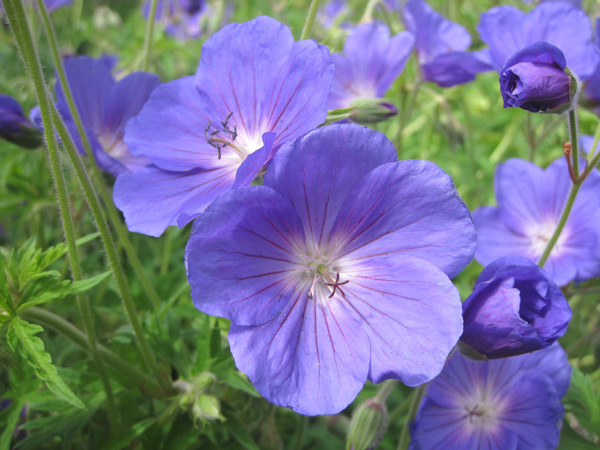 De mooiste blauwe geraniums