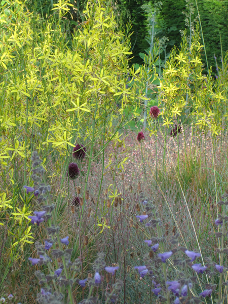 Allium sphaerocephalon, een sierui met een prachtige ingetogen uitstraling.