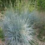 Elymus magellanicus, een bijzonder mooi blauw gras!