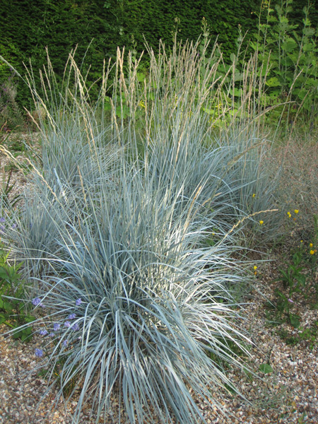 Elymus magellanicus, een bijzonder mooi blauw gras!