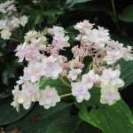 Hydrangea involucrata 'Yoraku Tama': Japanse hortensia