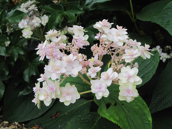 Hydrangea involucrata 'Yoraku Tama': Japanse hortensia
