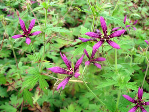 Geranium 'Catherine Deneuve', een stervormig wonder.