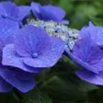 Hortensia's planten