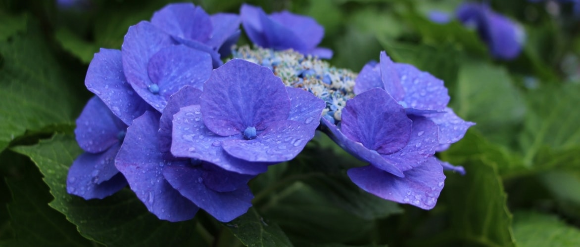 Hortensia's planten