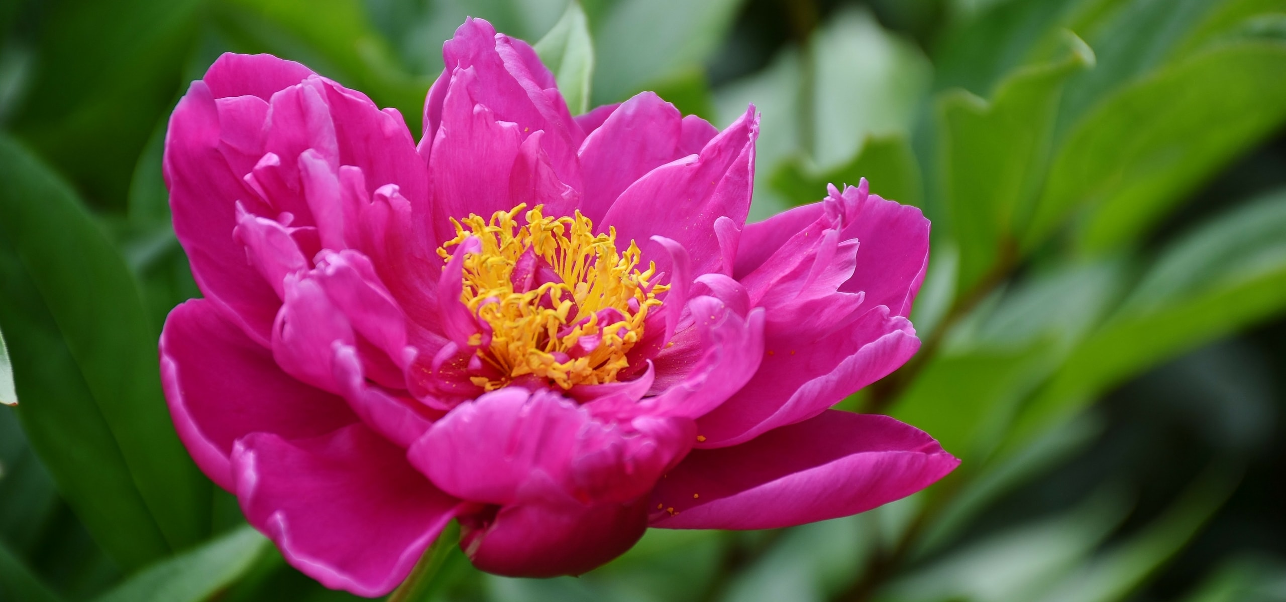Pioenen planten