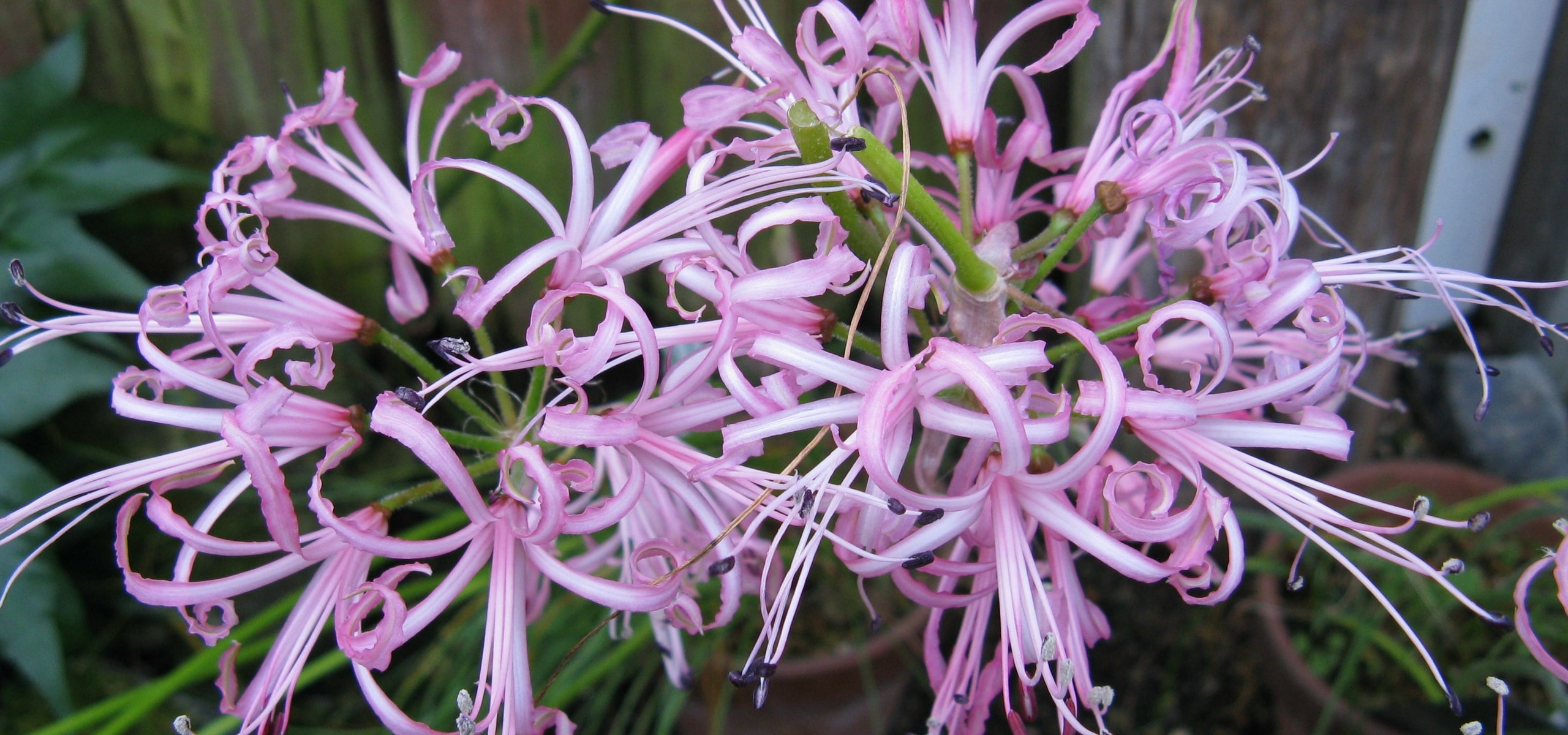 Nerine planten
