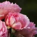 Rozen planten in pot en met blote wortel: zo lukt het