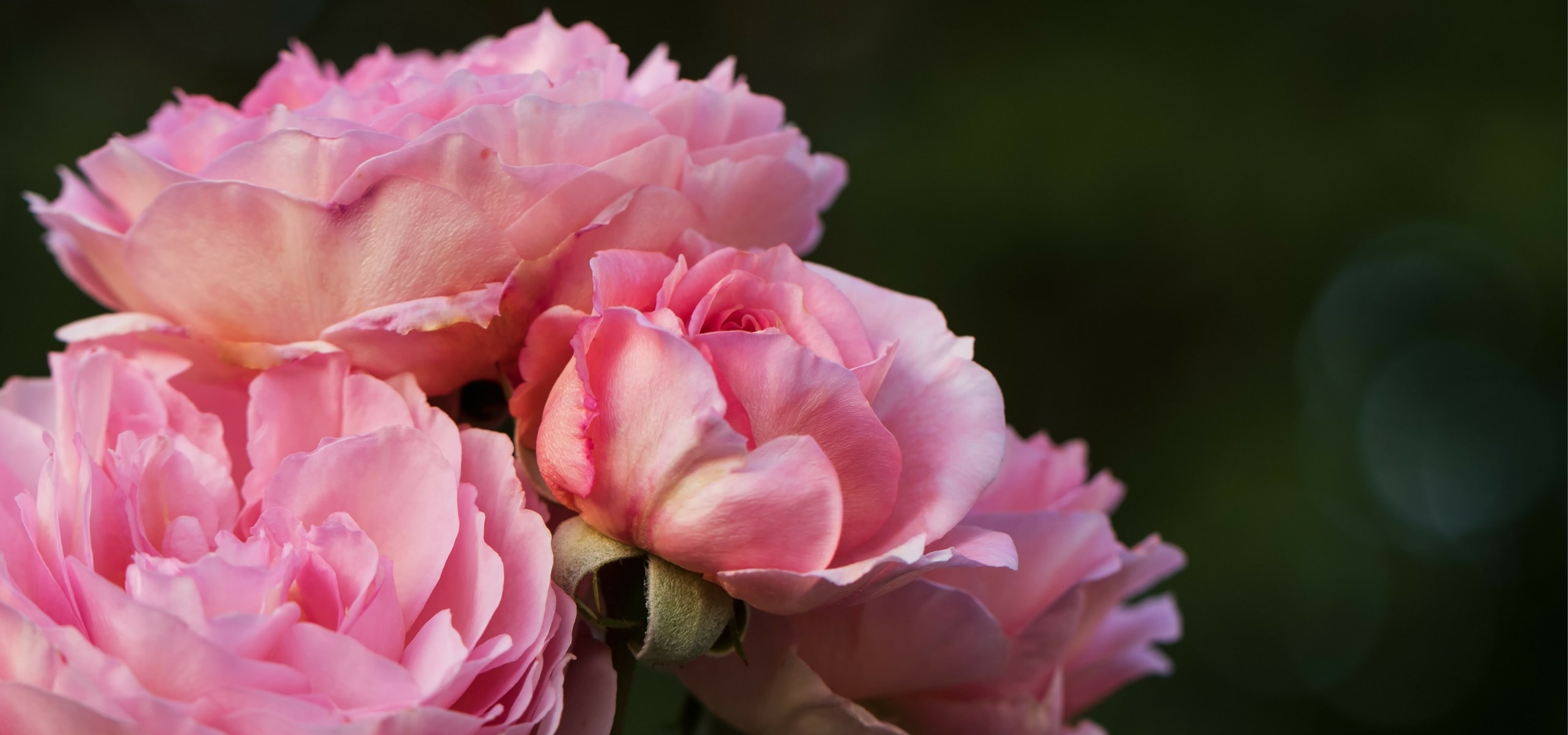 Rozen planten in pot en met blote wortel: zo lukt het