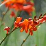 Winterharde zomerbloeiende bloembollen planten
