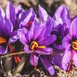 Saffraankrokus of Crocus sativus: planten, telen en oogsten