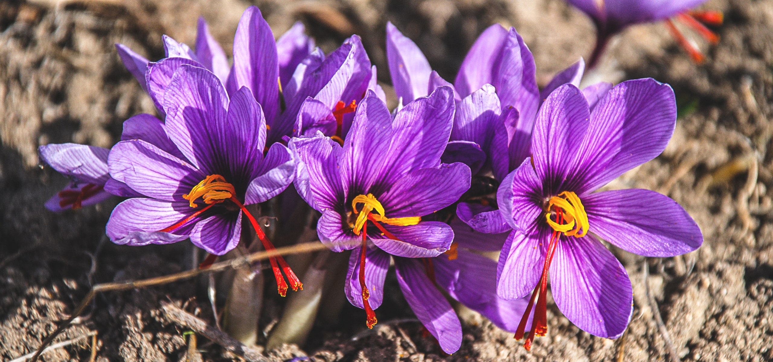 Saffraankrokus of Crocus sativus: planten, telen en oogsten