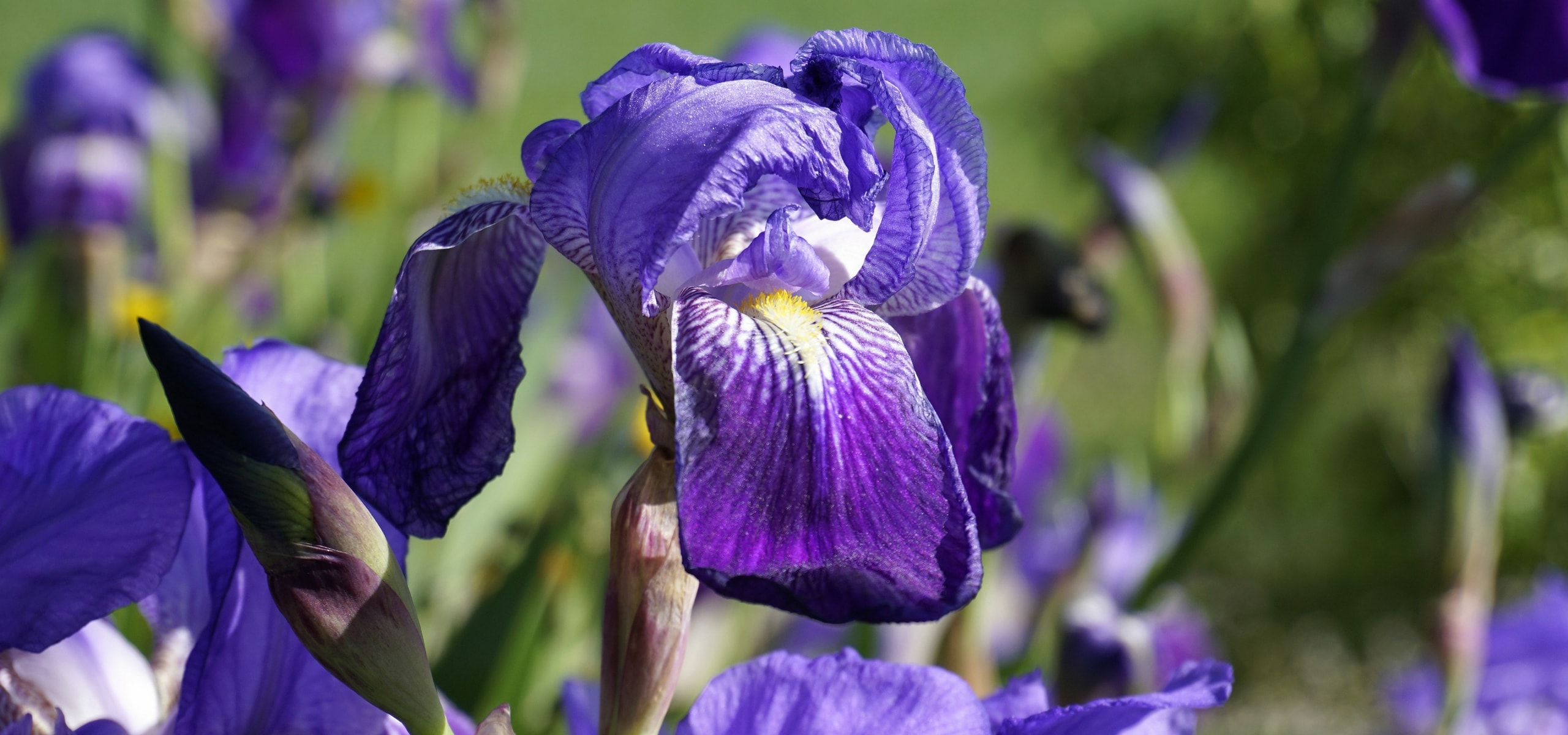 Iris germanica: hoe plant je ze?