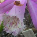 Pleione-bollen planten