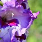 Gladiolen planten