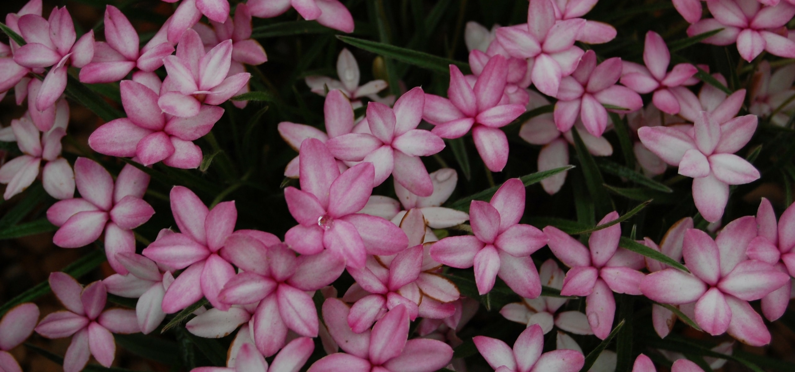 Rhodohypoxis planten