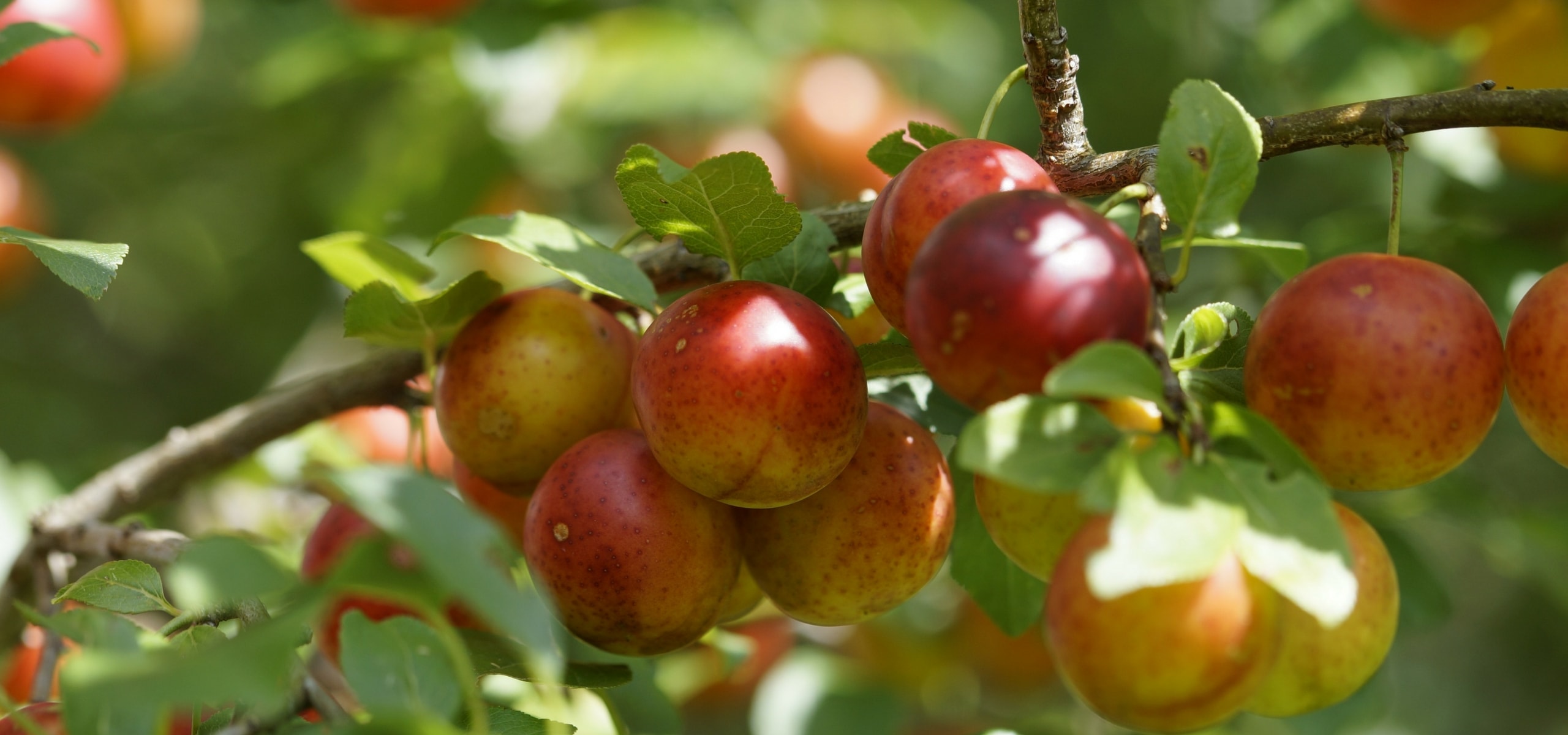 Hoe plant je een fruitboom?