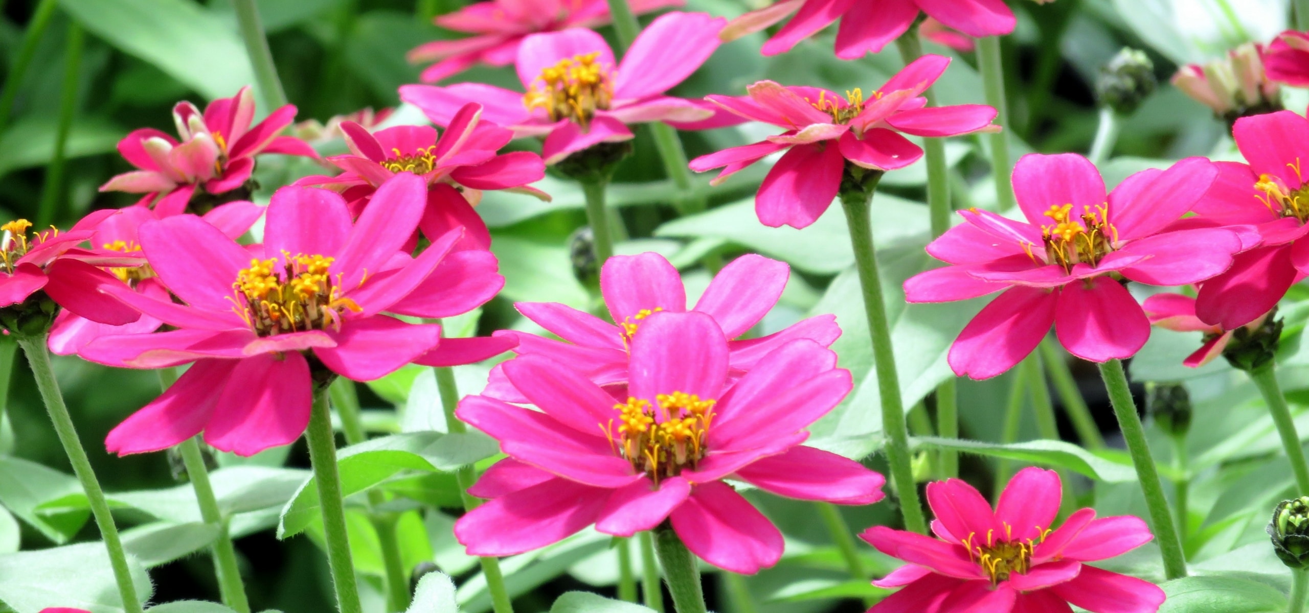 Eenjarige planten: planten en verzorgen