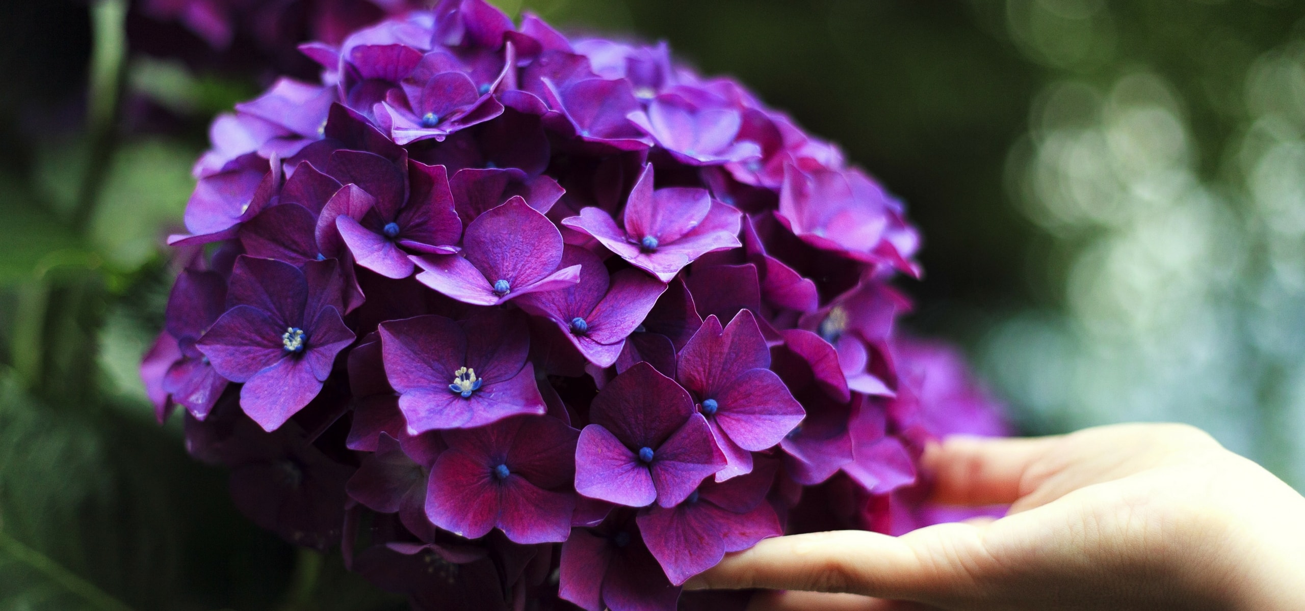 Hoe kweek je hortensia's?