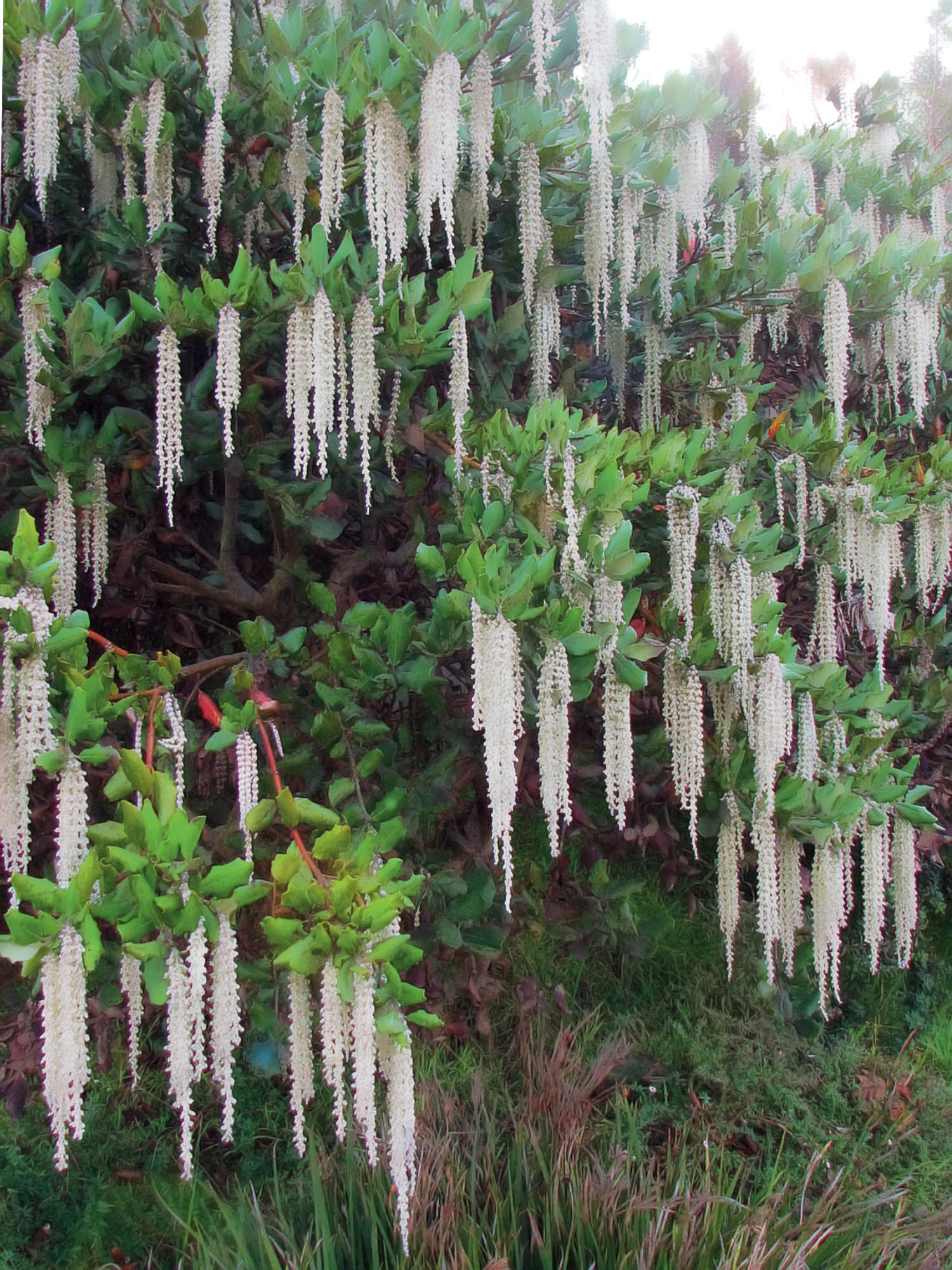 Garrya elliptica, een bloeiende heester in de winter