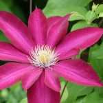 Clematis combineren: zo lukt het