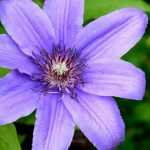 Clematis planten: hoe doe je dat?