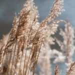 Grassen planten