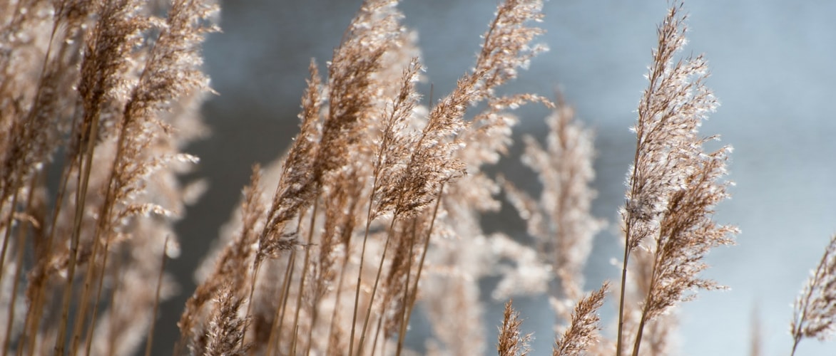 Grassen planten