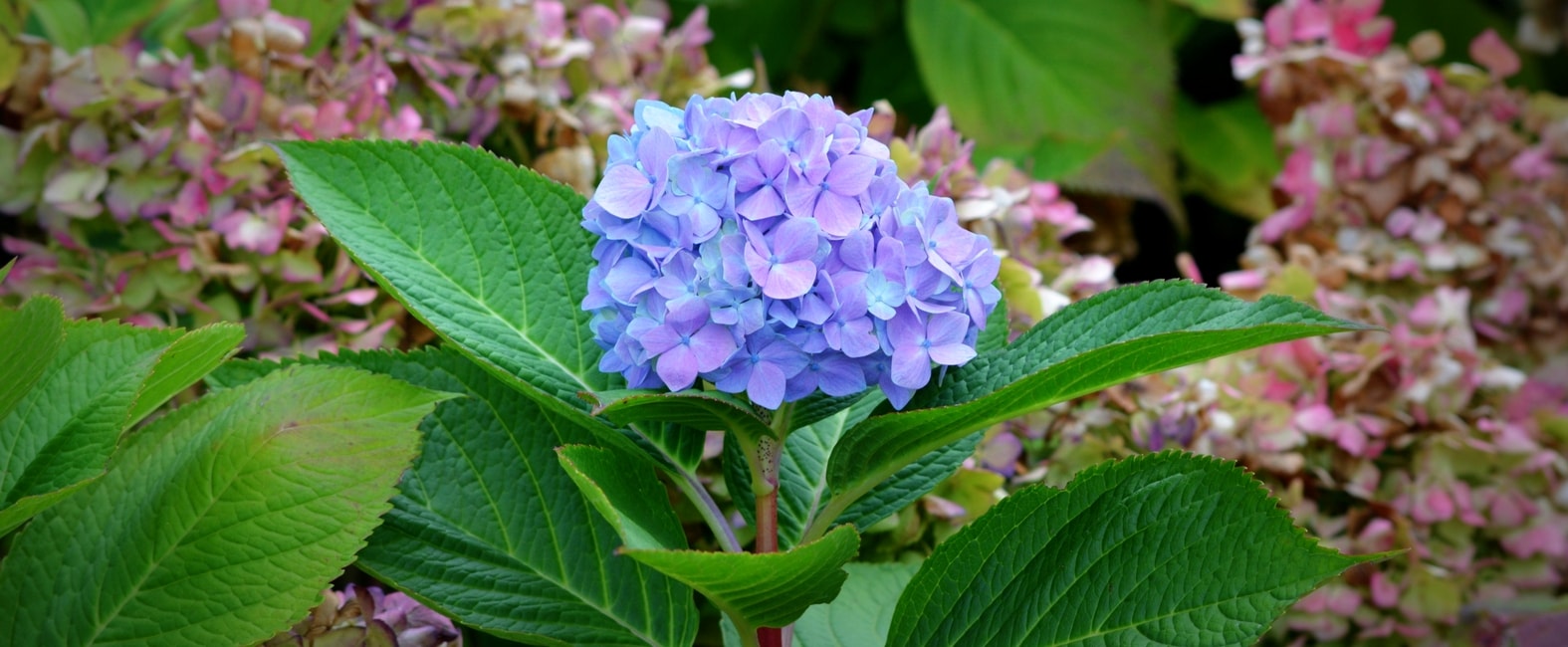 Blauwe hortensiabloemen Hydrangea