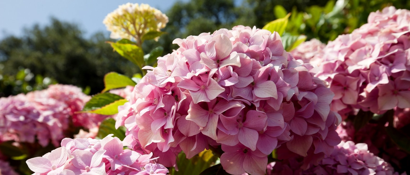 Roze hortensiabloemen Hydrangea