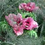 De kunst van het combineren en het toeval: oosterse papaver 'Patty's Plum' in combinatie met bronzen venkel