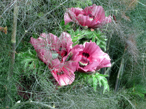 De kunst van het combineren en het toeval: oosterse papaver 'Patty's Plum' in combinatie met bronzen venkel