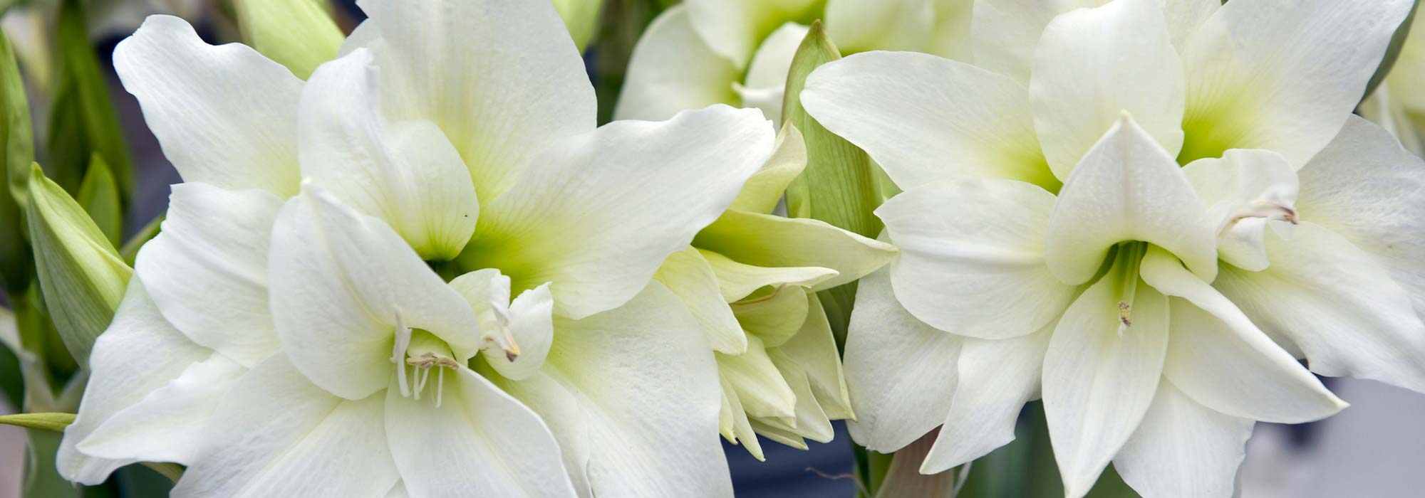 Amaryllis planten in een pot voor binnen