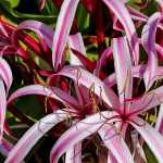 Amaryllis en Crinums planten