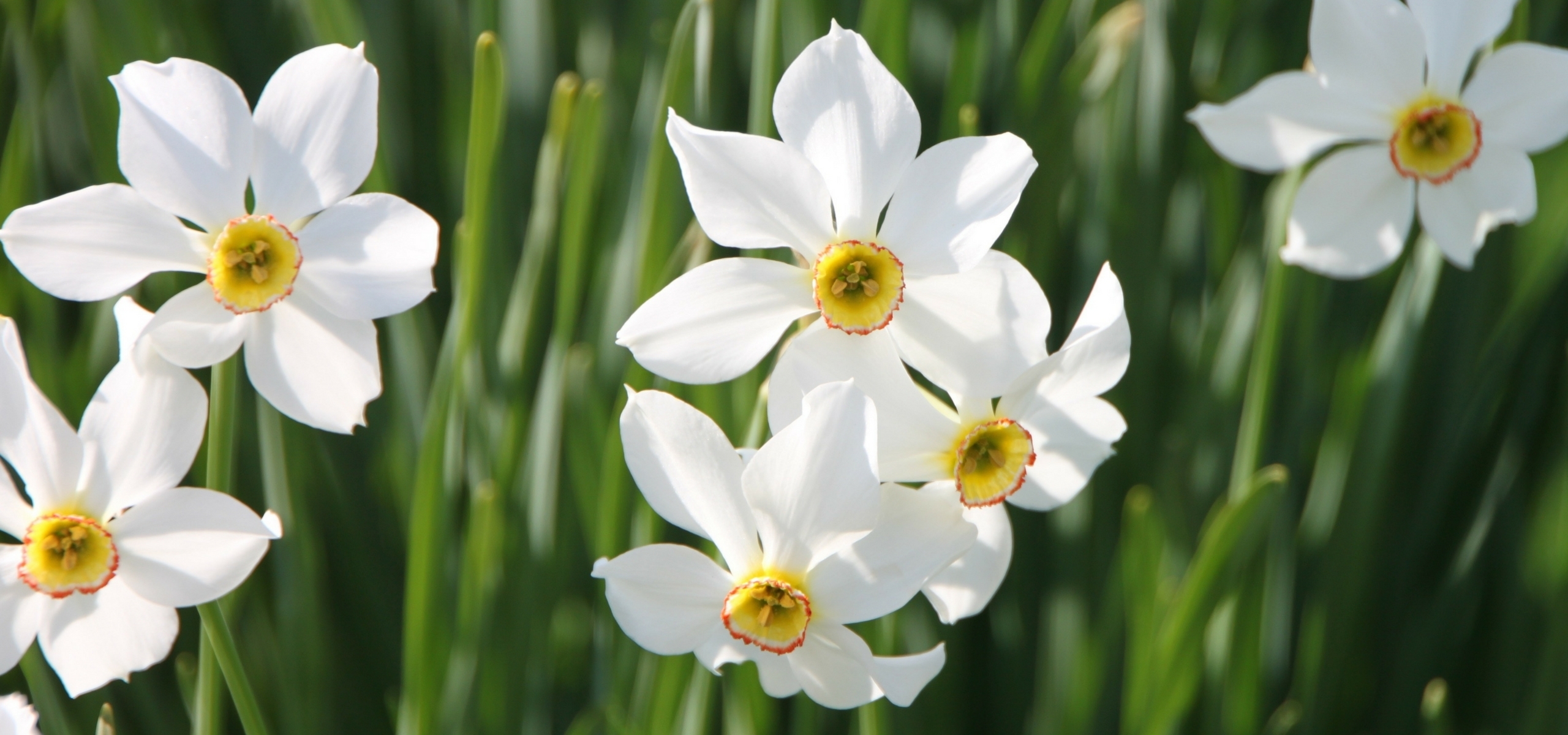 Voorjaarsbollen laat planten