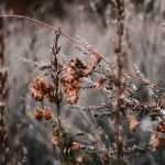 Borders voor de winter opruimen: wel of niet?