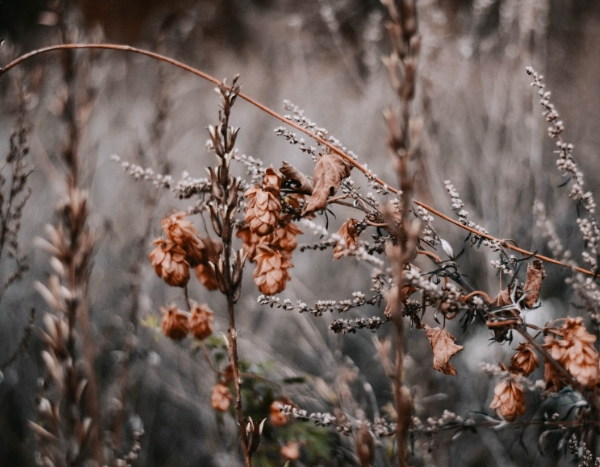 Borders voor de winter opruimen: wel of niet?