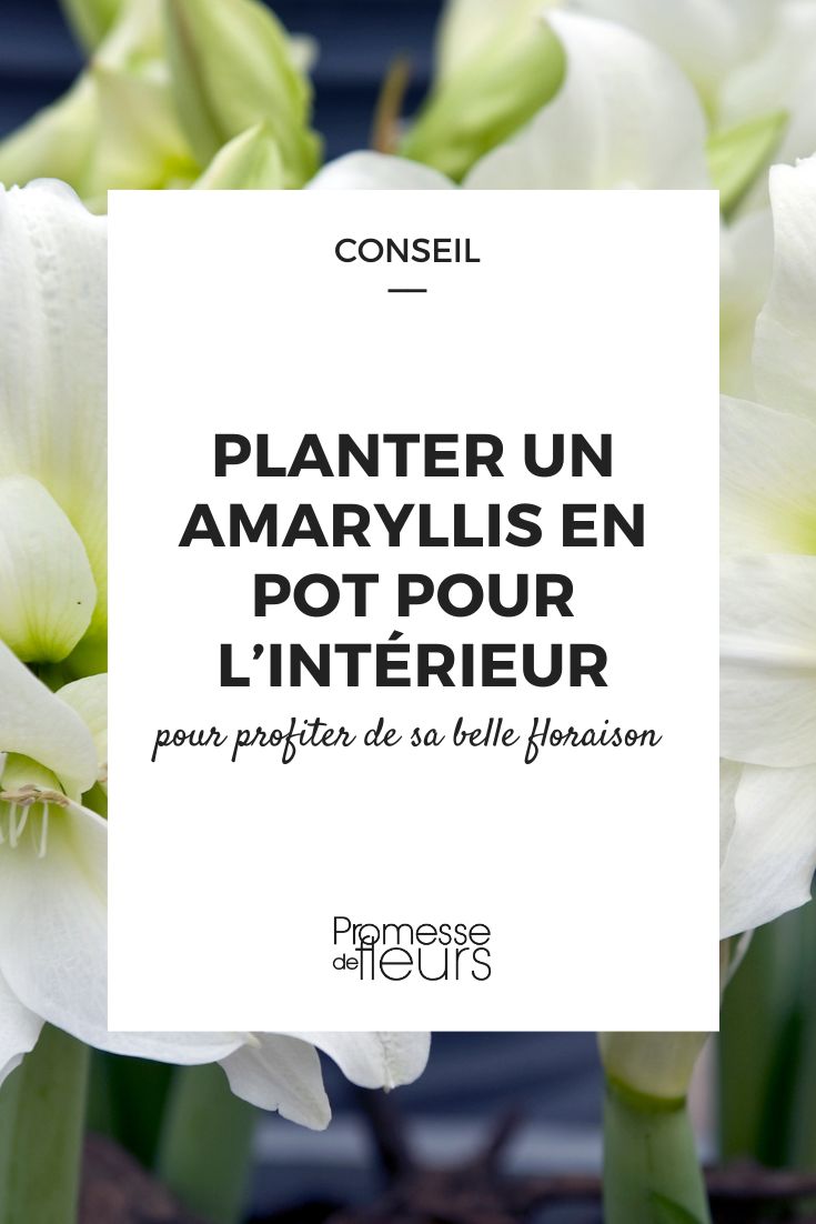 Amaryllis planten in pot: tips voor een prachtige bloei binnenshuis