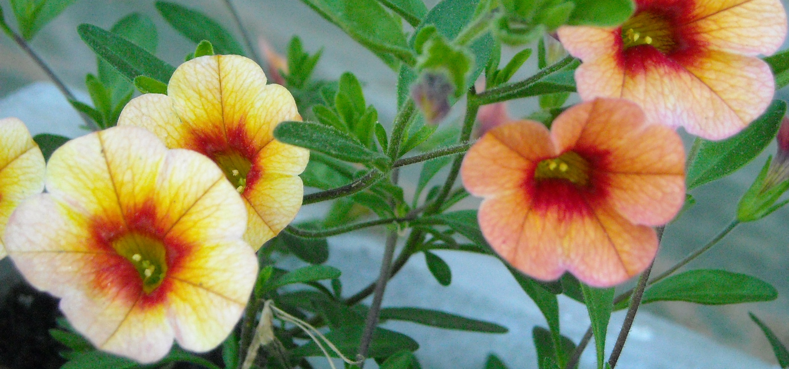 Eenjarigen planten