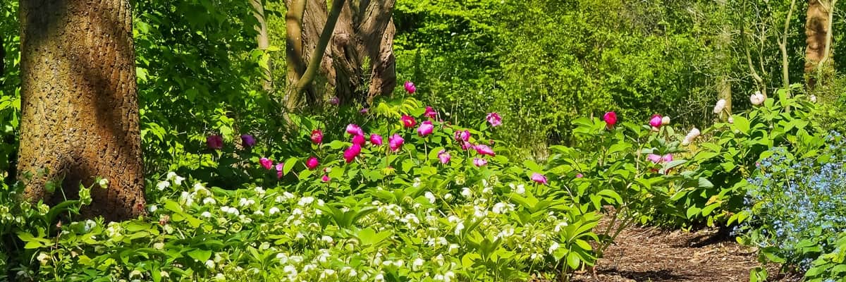 Wat kun je onder een boom planten?