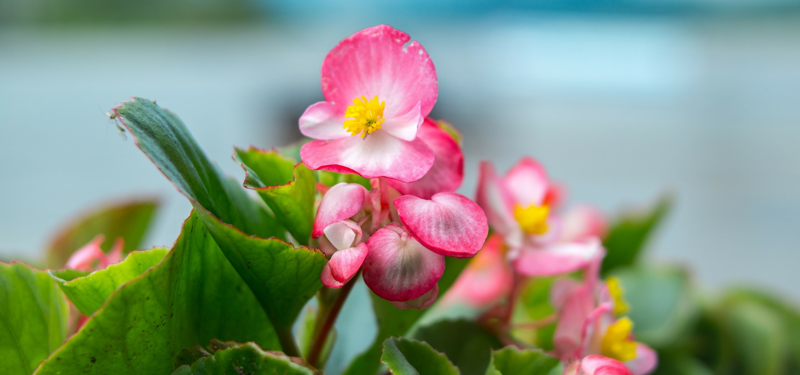 Begonia's planten