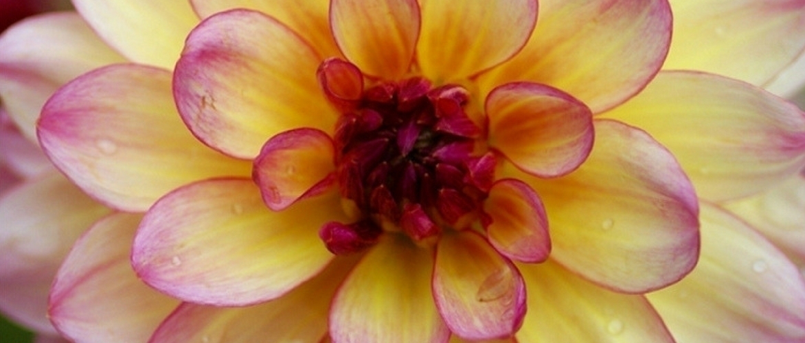 Dahlia's scheuren