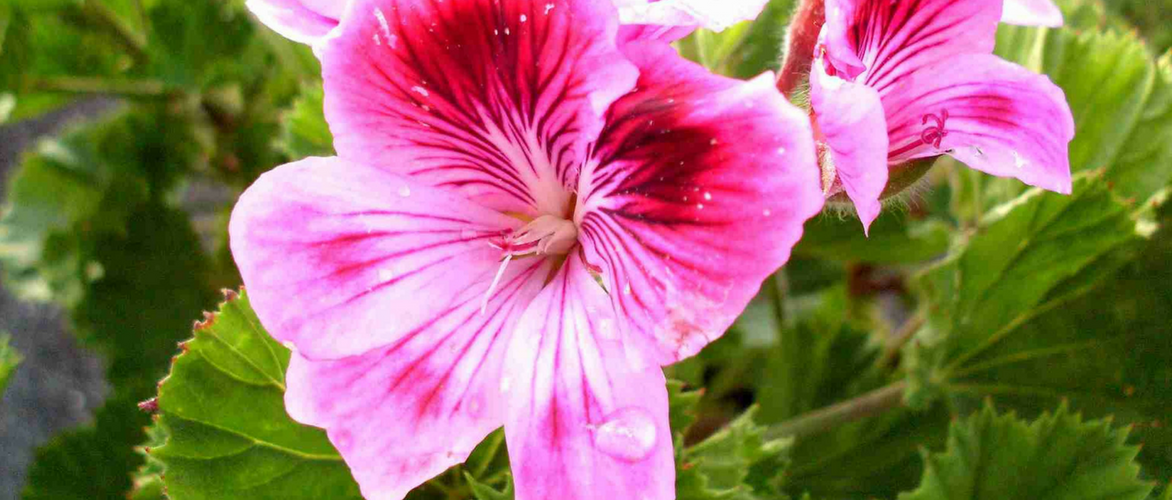 Geurgeraniums kweken: zo lukt het
