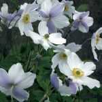 Anemoon 'Wild Swan', een wonder uit Japan