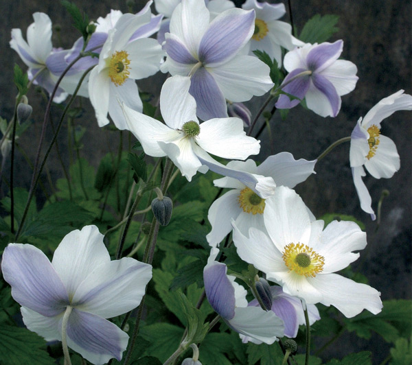 Anemoon 'Wild Swan', een wonder uit Japan