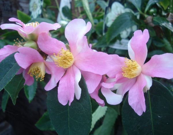 Herfstcamelia 'Yume', een bloeikampioen