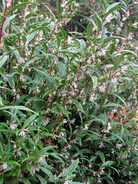 Sarcococca hookeriana, een bescheiden heester.